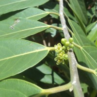 Casearia tomentosa subsp. reducta Verdc.